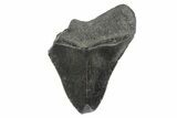 Partial Megalodon Tooth - Sharply Serrated #181173-1